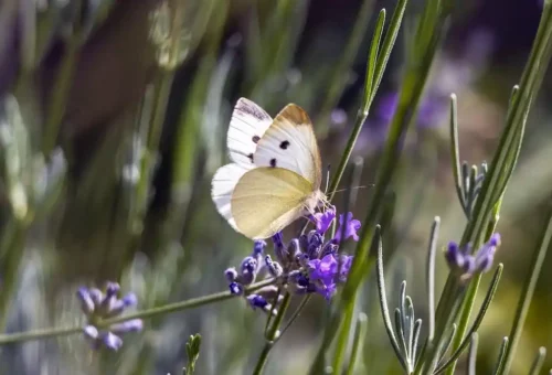 Association APTE, papillon blanc